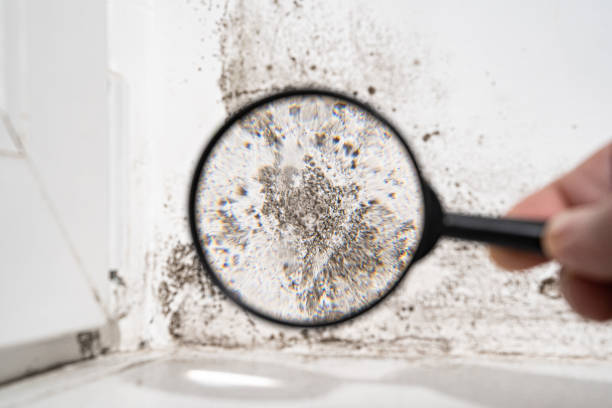 Why You Should Choose Our Mold Remediation Services in Snowmass Village, CO